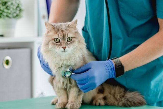 Katzenversicherungen im Check